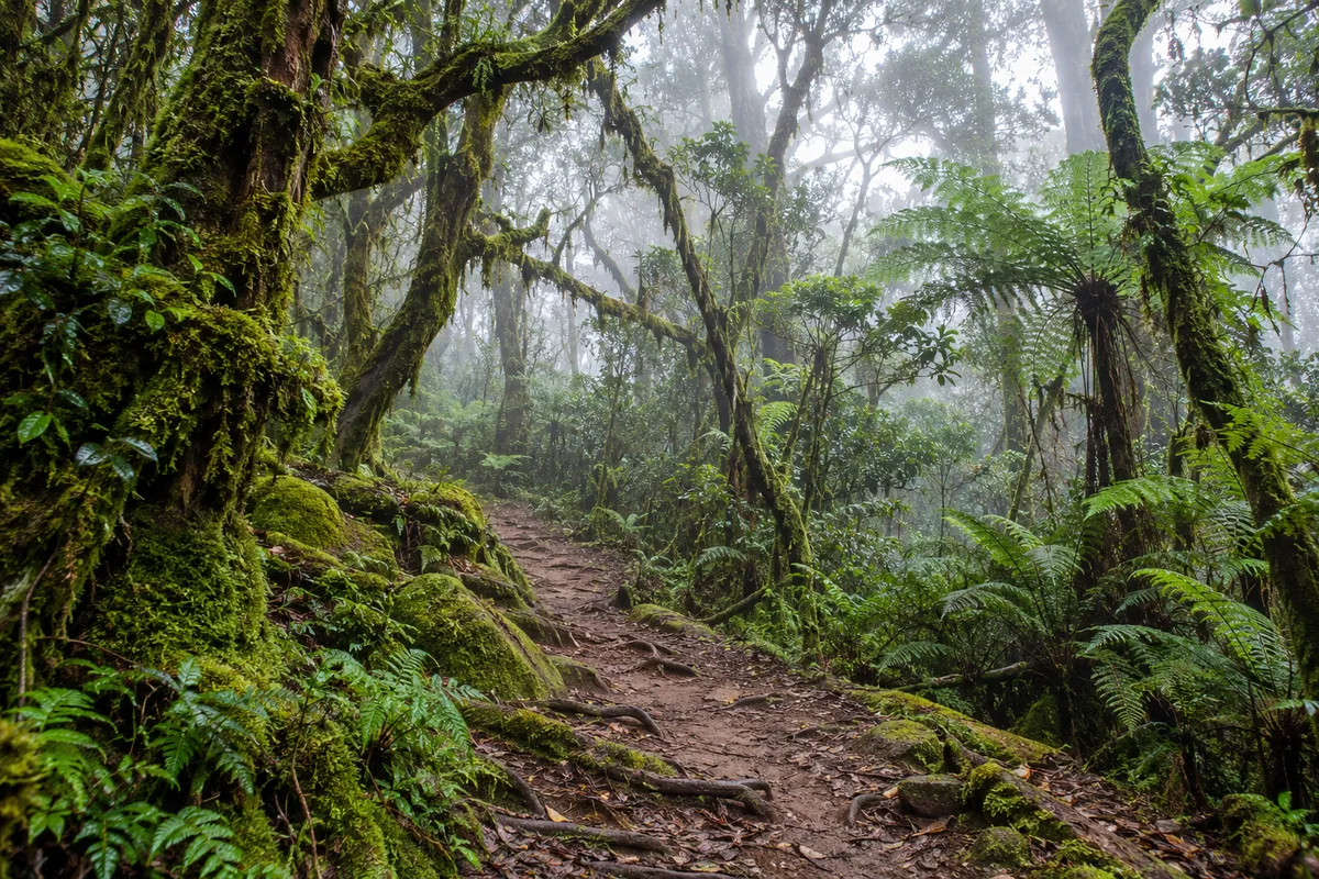Sentier de forêt de montagne couvert de mousse dans la brume des hauts plateaux malaisiens