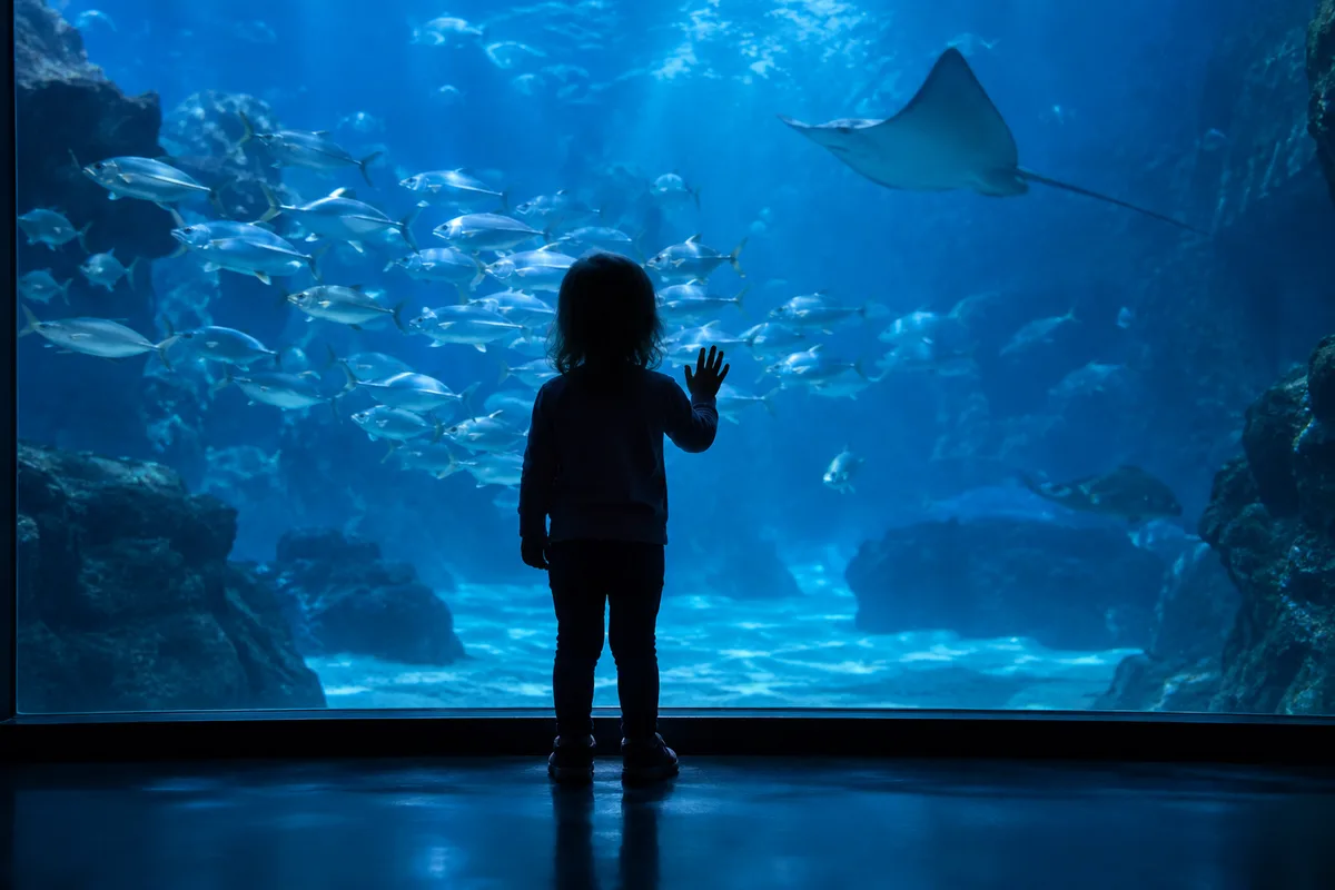 Enfant de dos observant un grand bassin bleu d&rsquo;aquarium